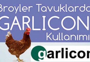 GARLICON - Broyler Tavuklarda-img