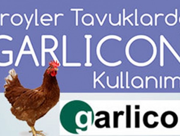GARLICON - Broyler Tavuklarda-img